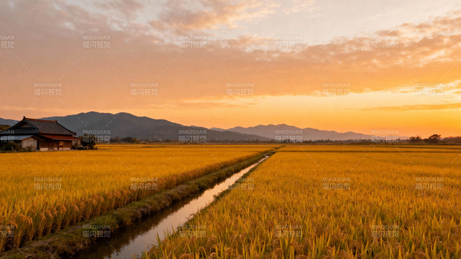金秋稻田日落图片
