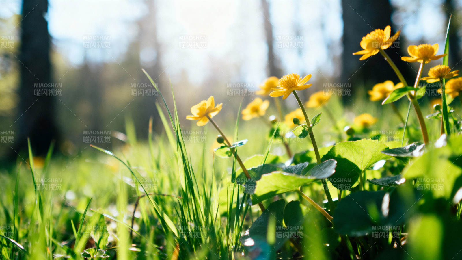 春日野花绽放图片