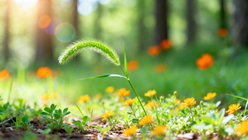 春日野花草图片