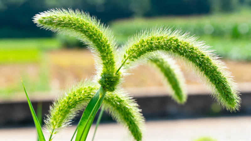 绿穗轻舞风中图片