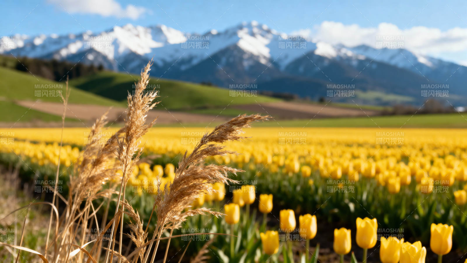 雪山下的郁金香花海图片