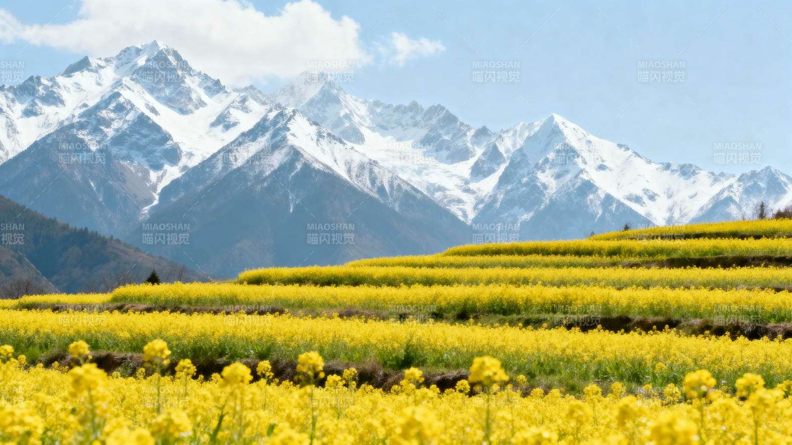 雪山下的油菜花海图片