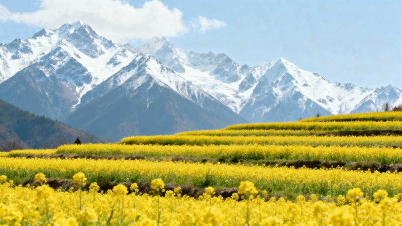 雪山下的油菜花海图片