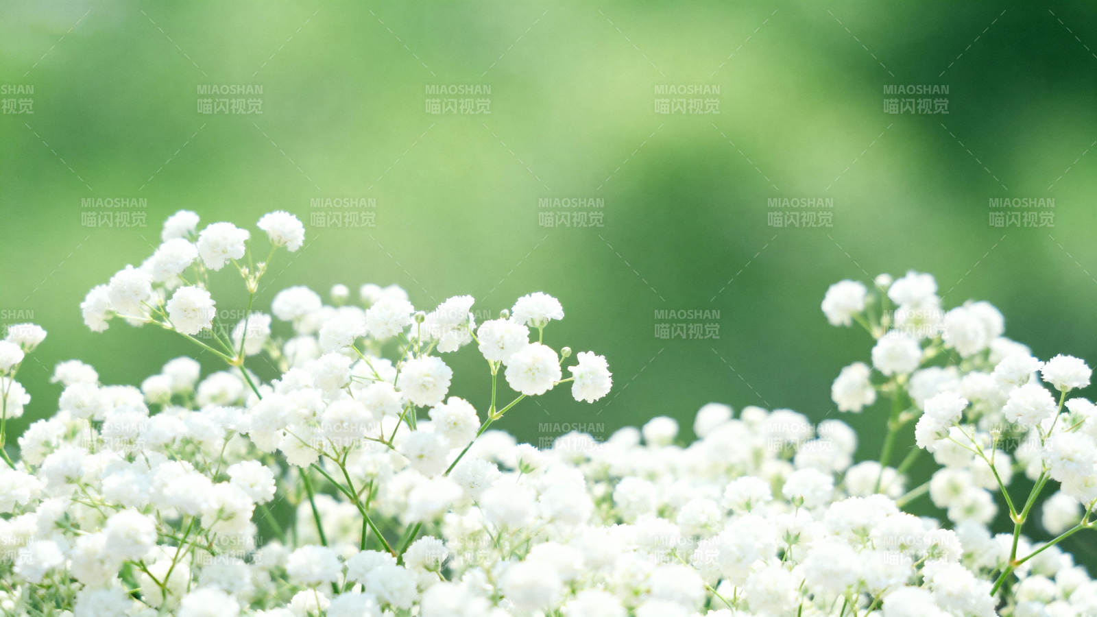 洁白小花丛图片