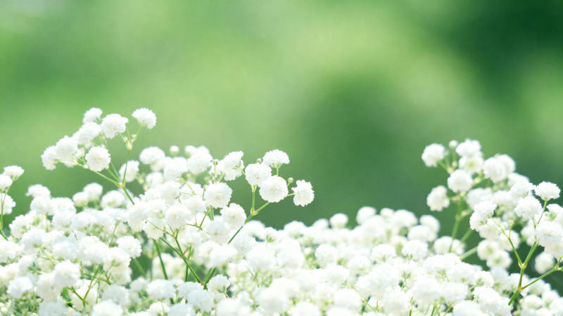 洁白小花丛图片