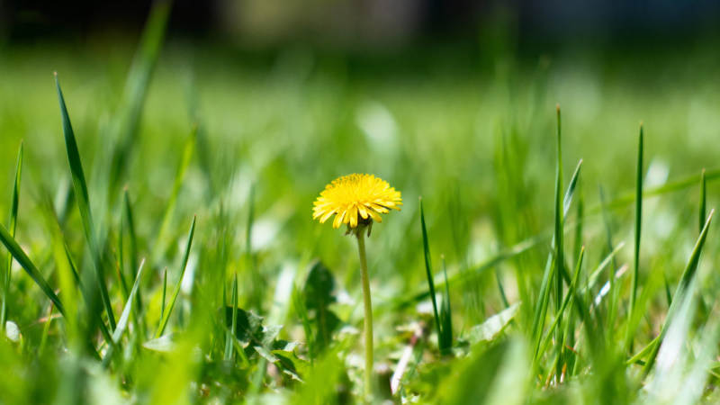 草间黄花绽放图片
