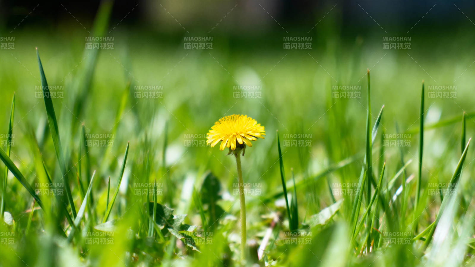 草间黄花绽放图片