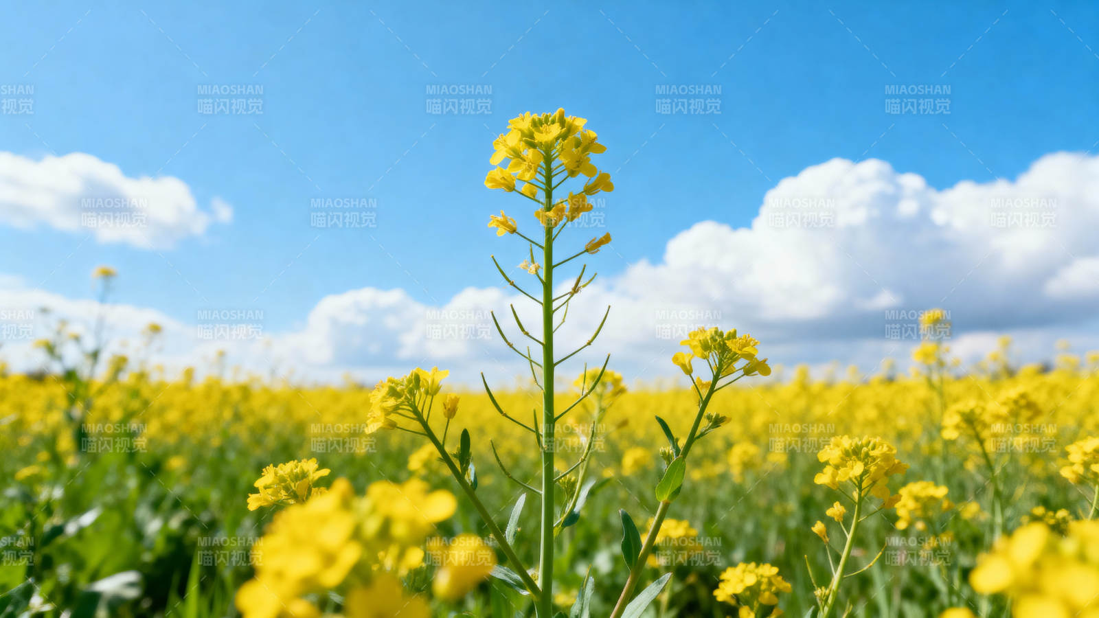 油菜花海蓝天白云图片