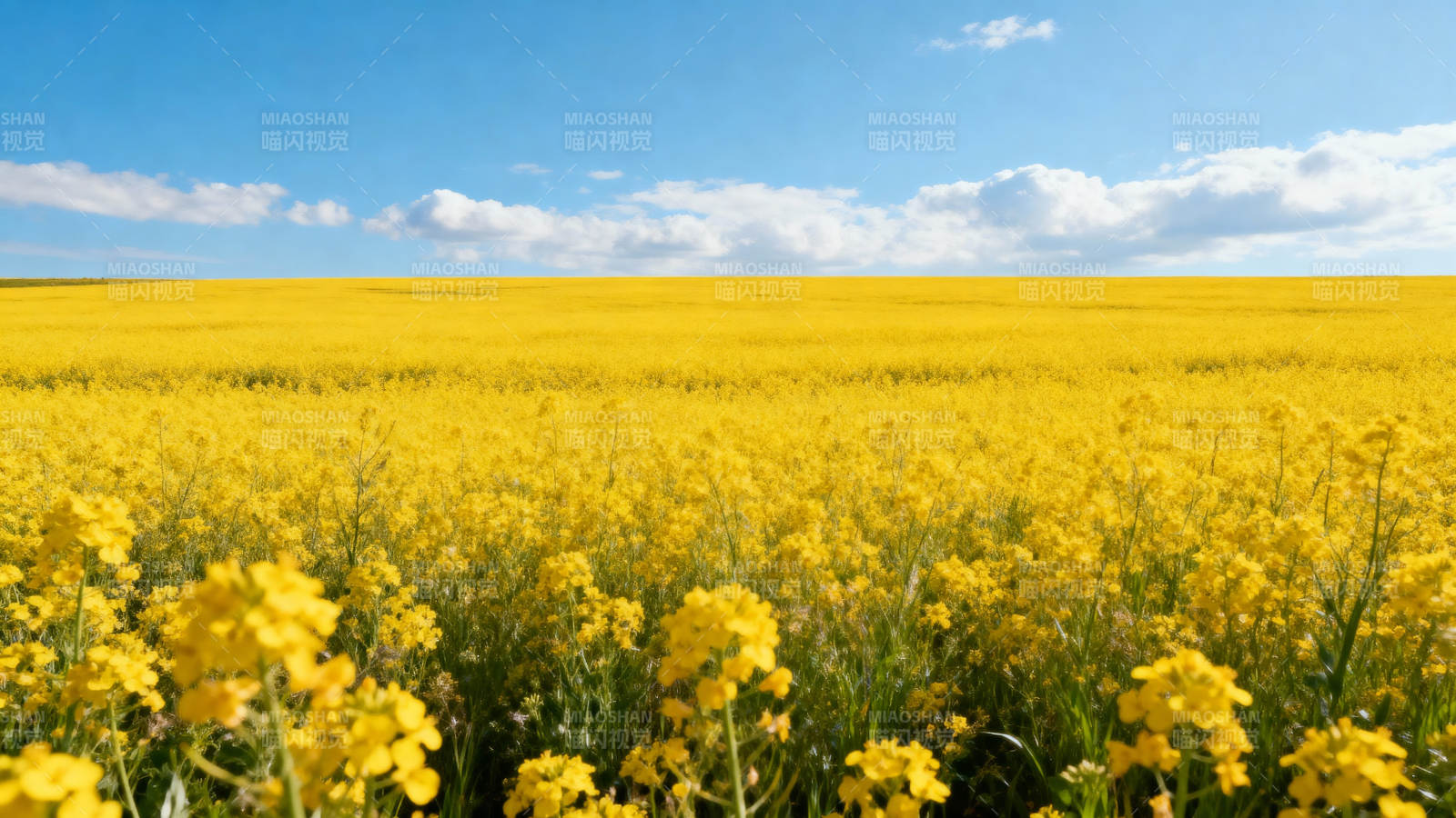 金黄油菜花海图片