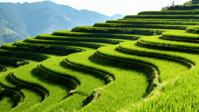 梯田绿浪图片