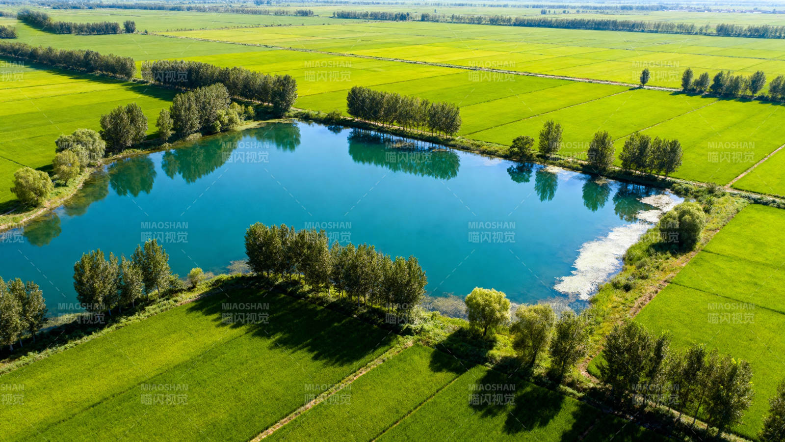 碧湖绿野相映成趣图片