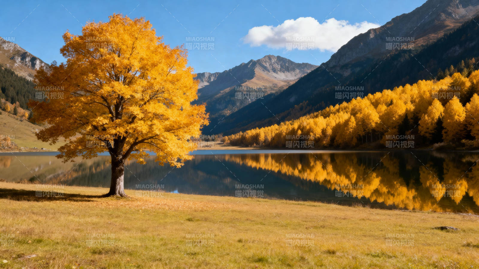 秋湖映金树图片