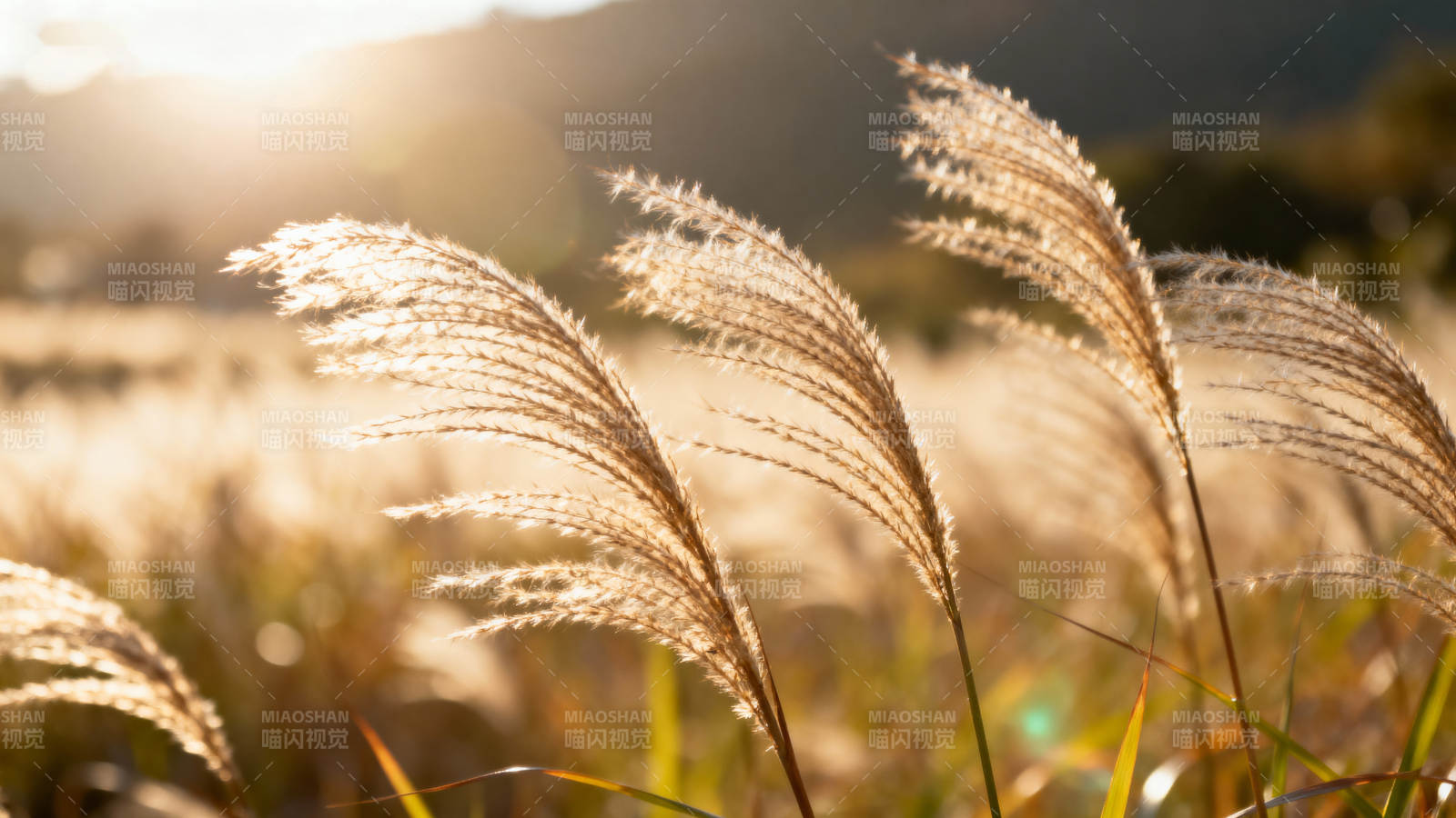 秋日芦苇随风舞图片