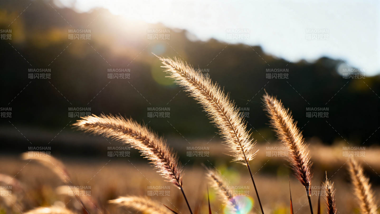秋日草穗迎光图片