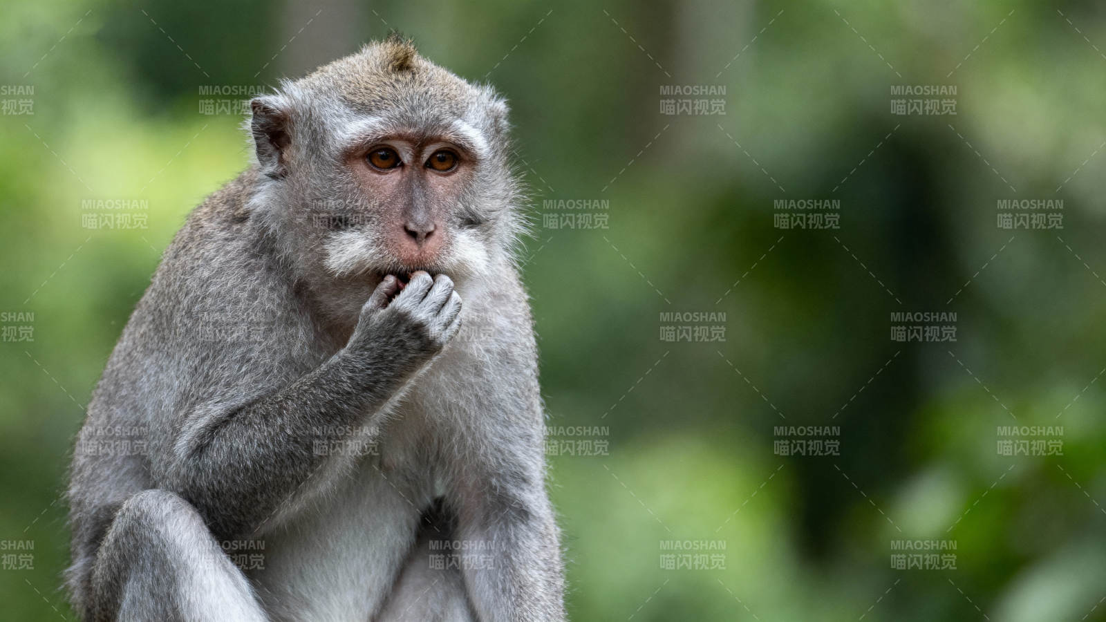 沉思的猴子图片