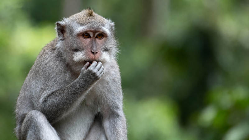 沉思的猴子图片