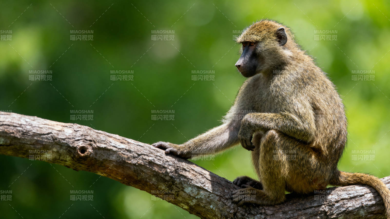 猴子静坐树干上图片