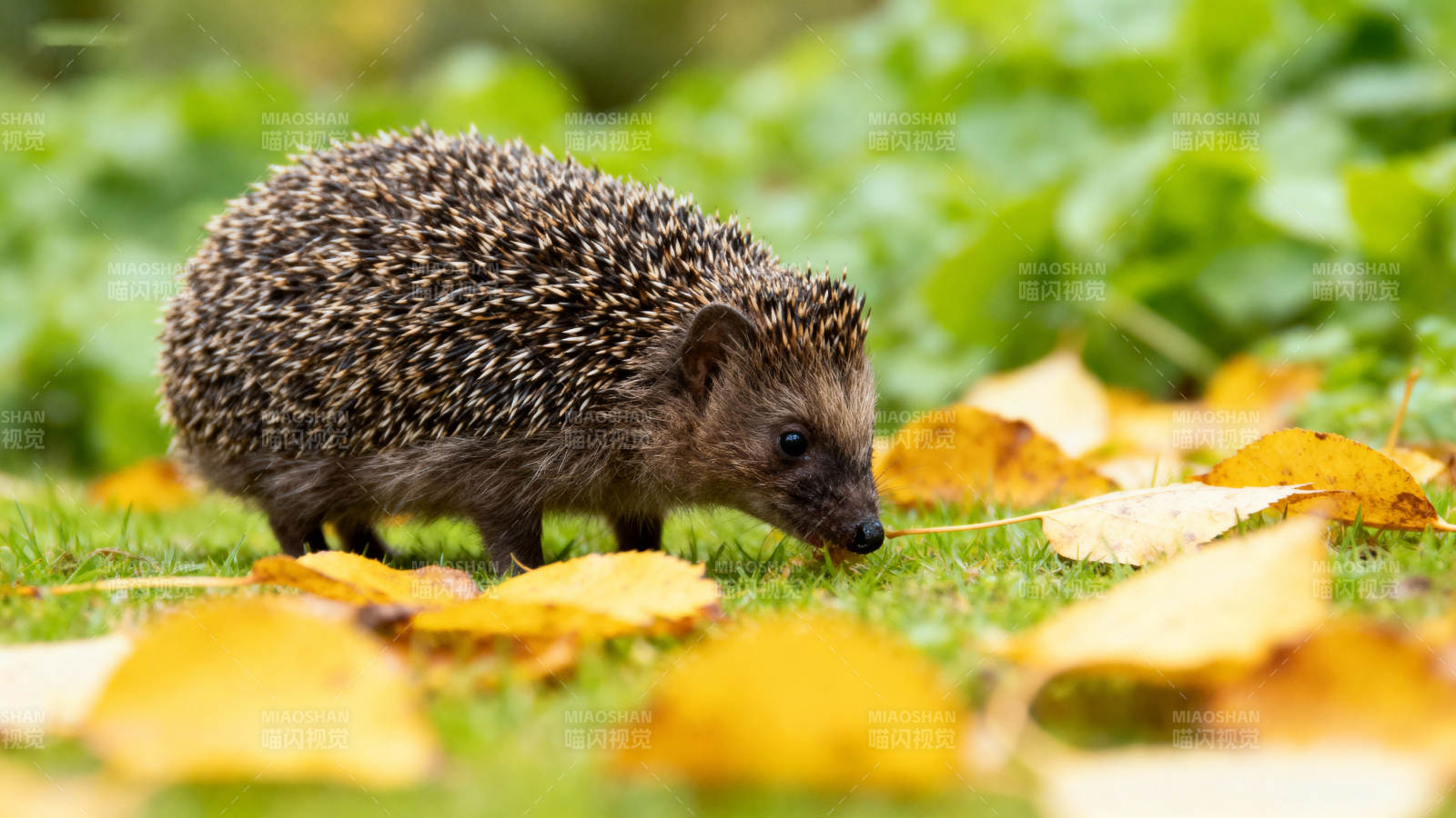 刺猬在落叶中觅食图片