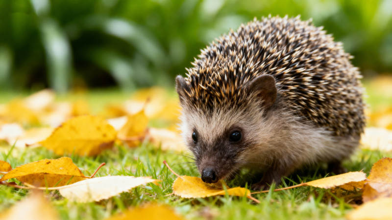 刺猬在落叶中觅食图片