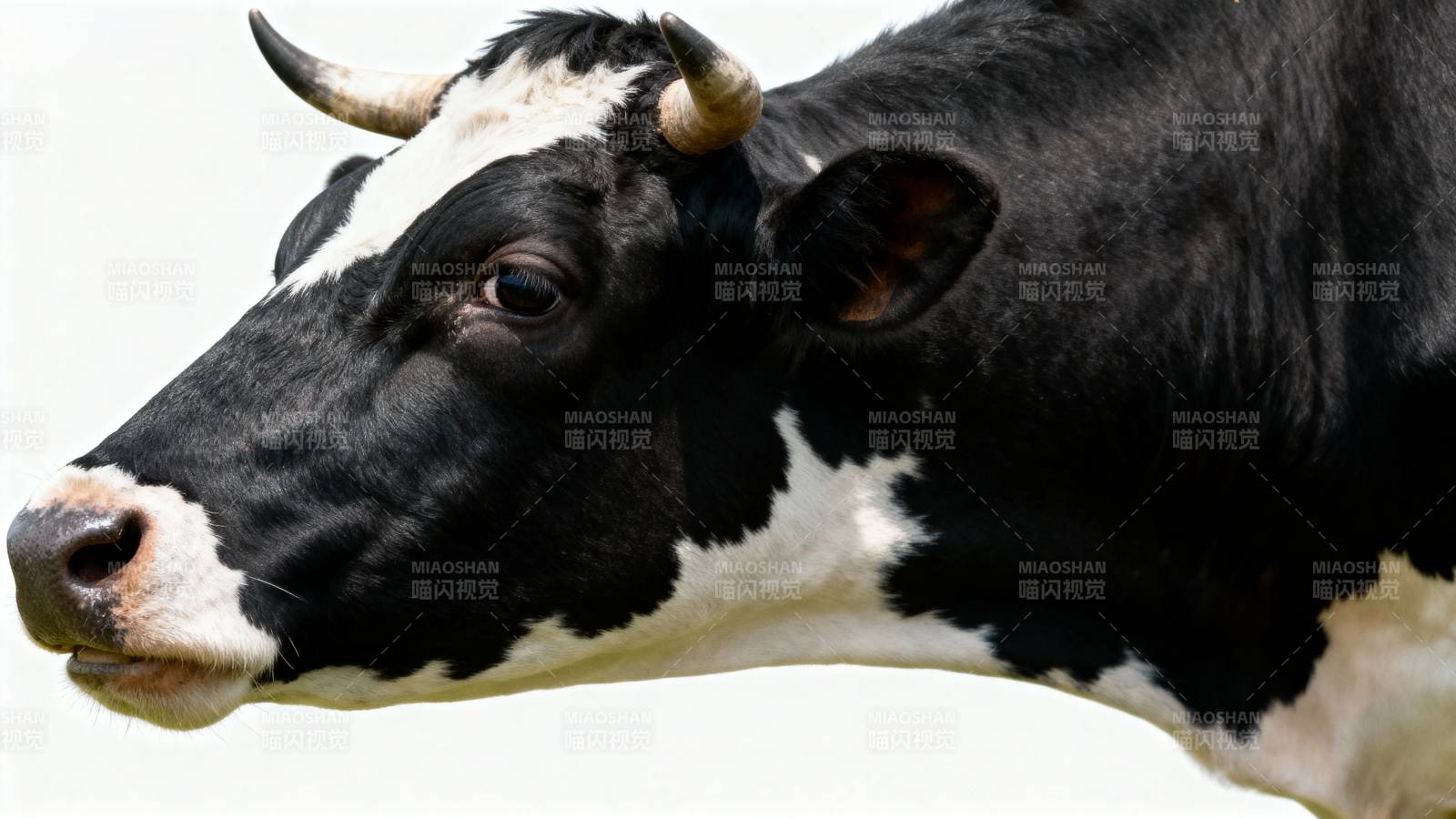 黑白奶牛特写图片