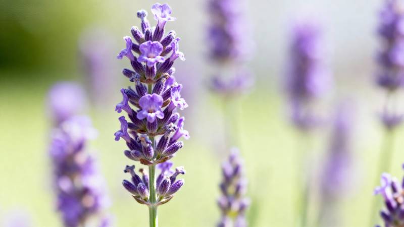 薰衣草花丛图片