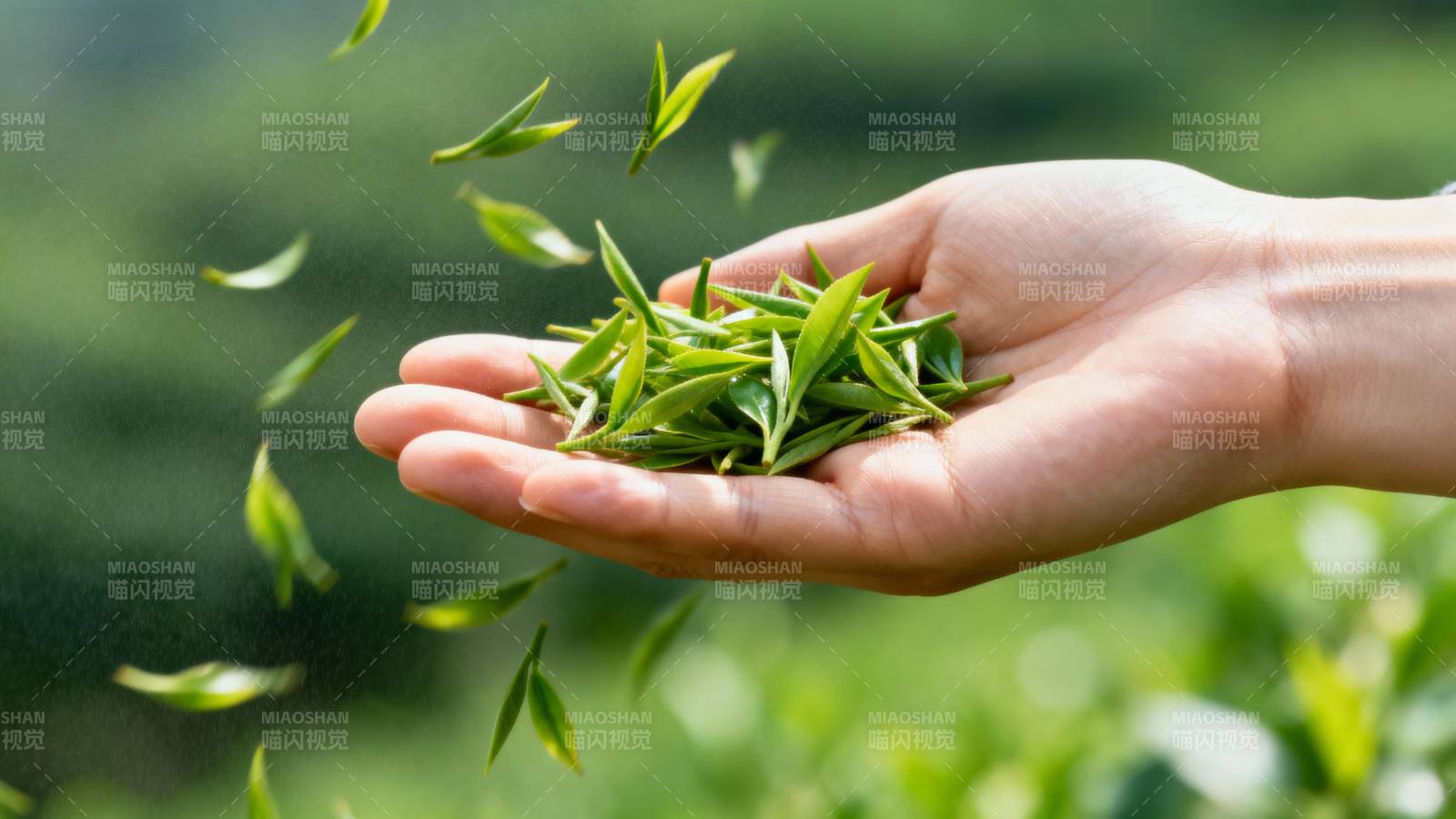 茶香四溢 手捧新叶图片