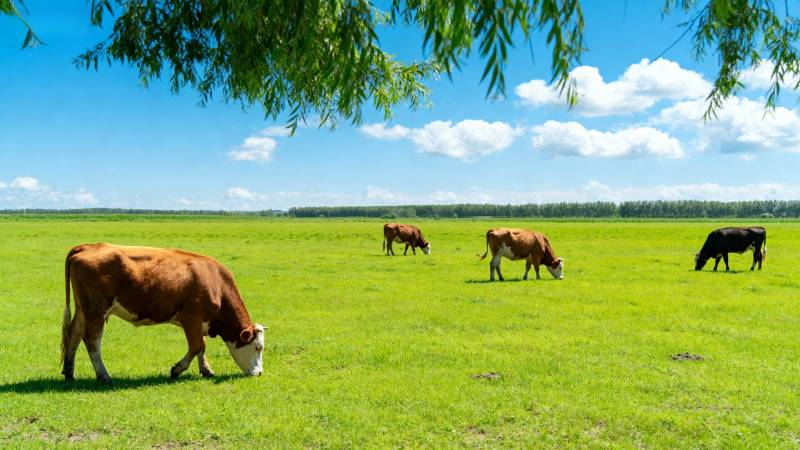 绿野牧牛图图片
