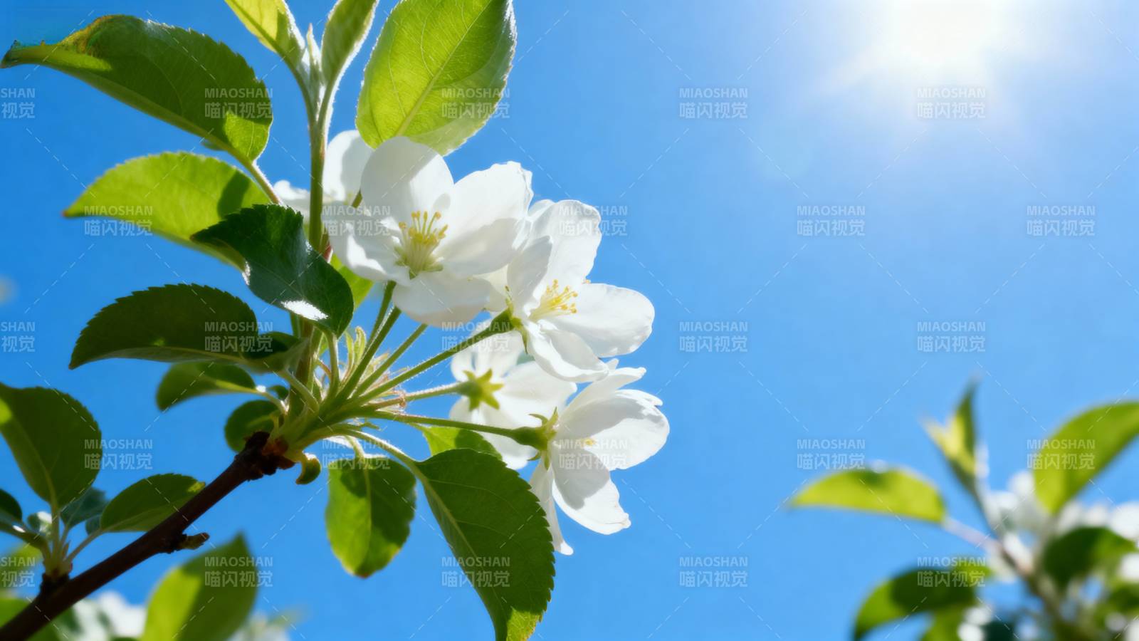 春日花枝绽放图片