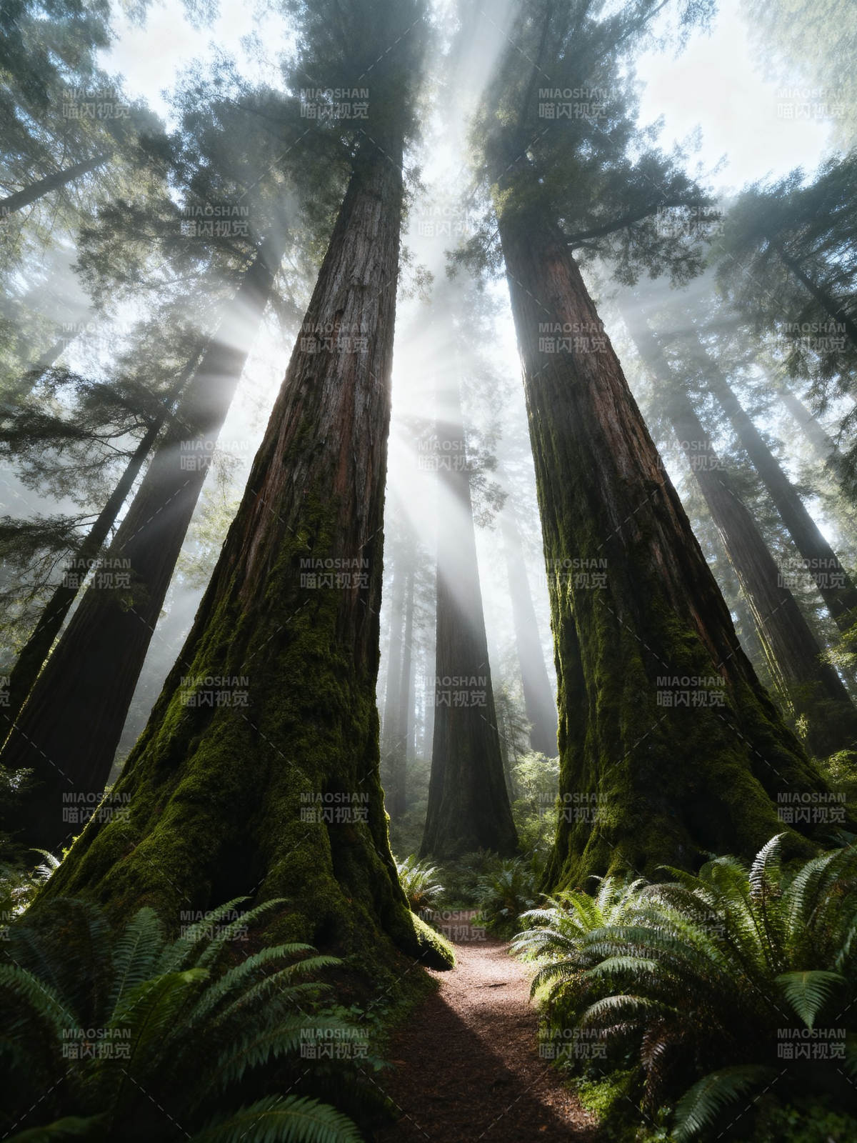 阳光穿透巨树森林图片