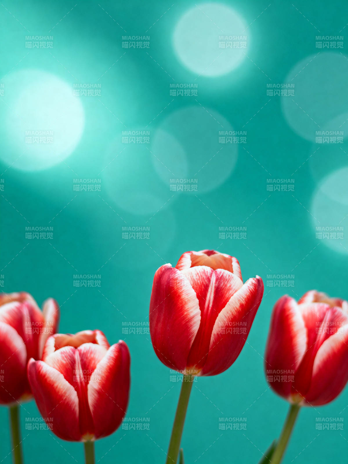 红郁金香绽放图片