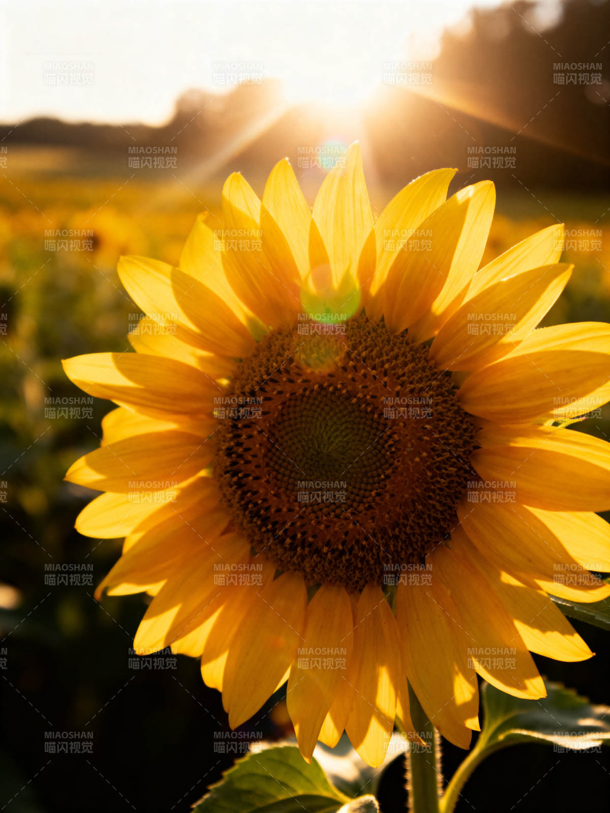 向日葵迎朝阳图片