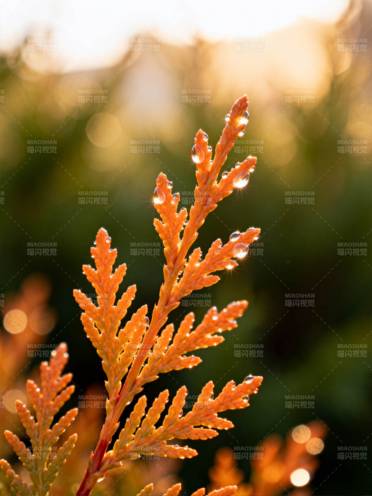 晨露轻缀橙枝图片