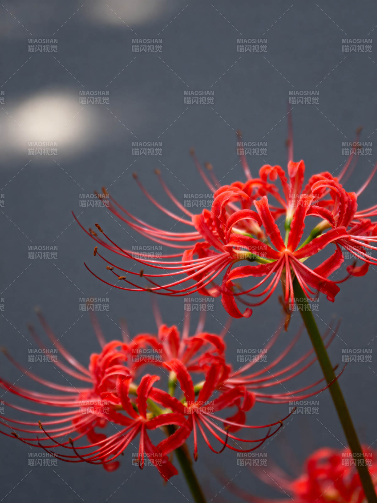 彼岸花绽放图片