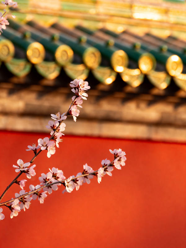 春樱映古檐图片