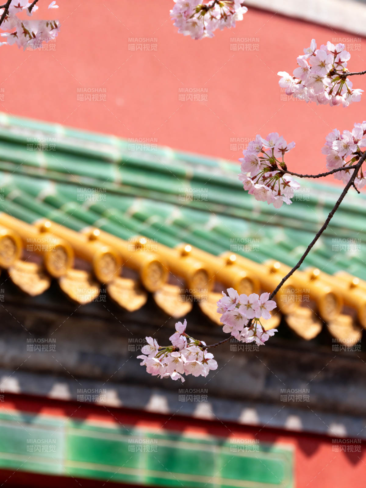 樱花映古檐图片