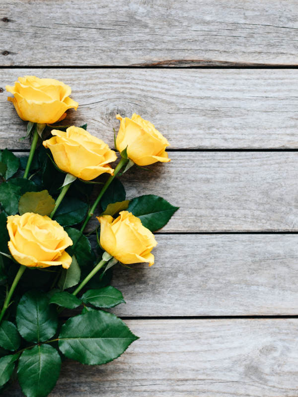 黄玫瑰静谧之美图片