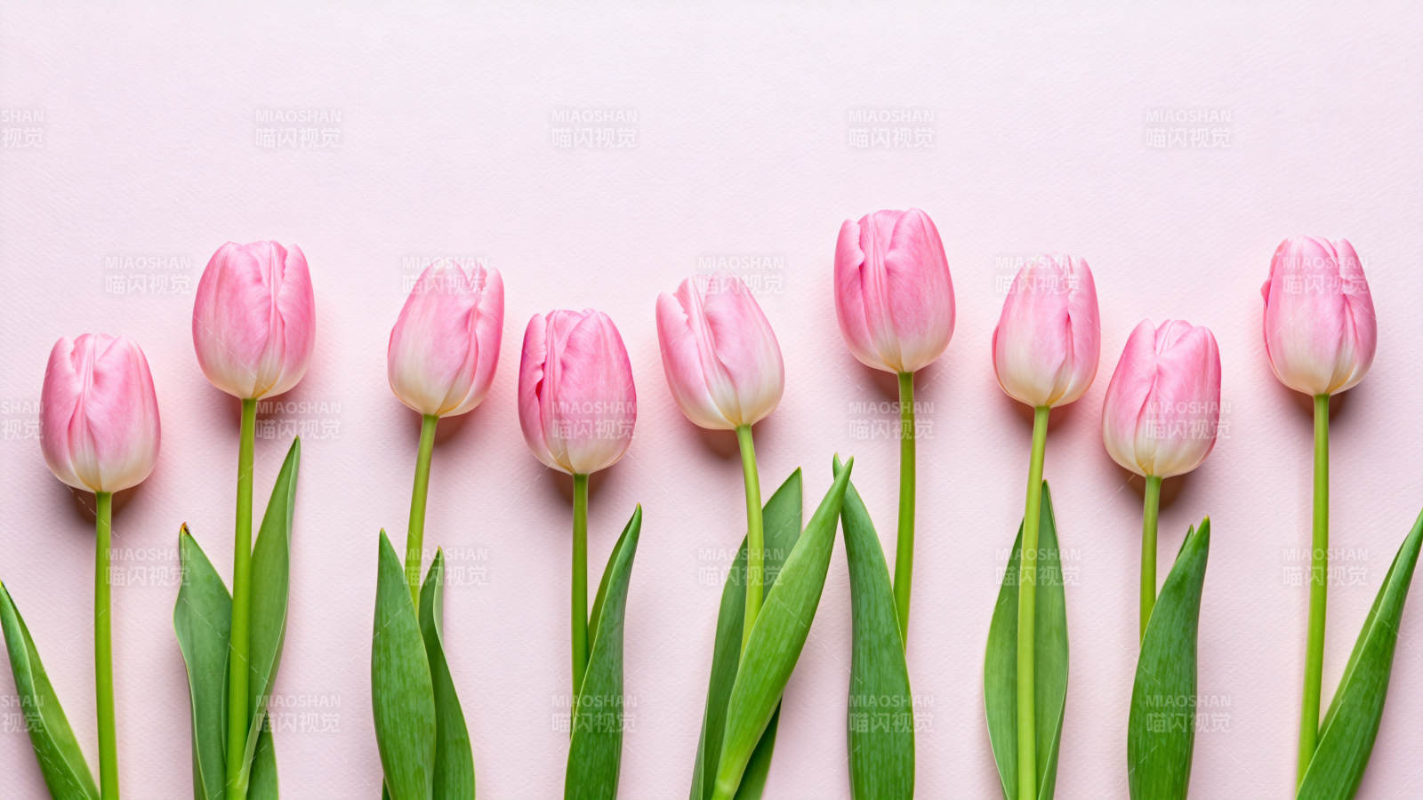 粉红郁金香排列图片
