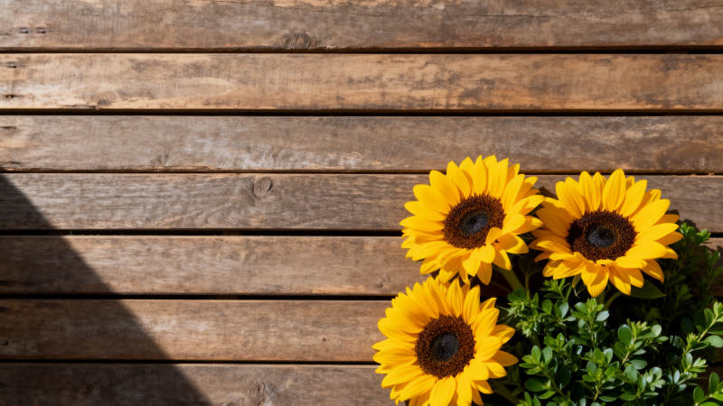 向日葵与木板背景图片
