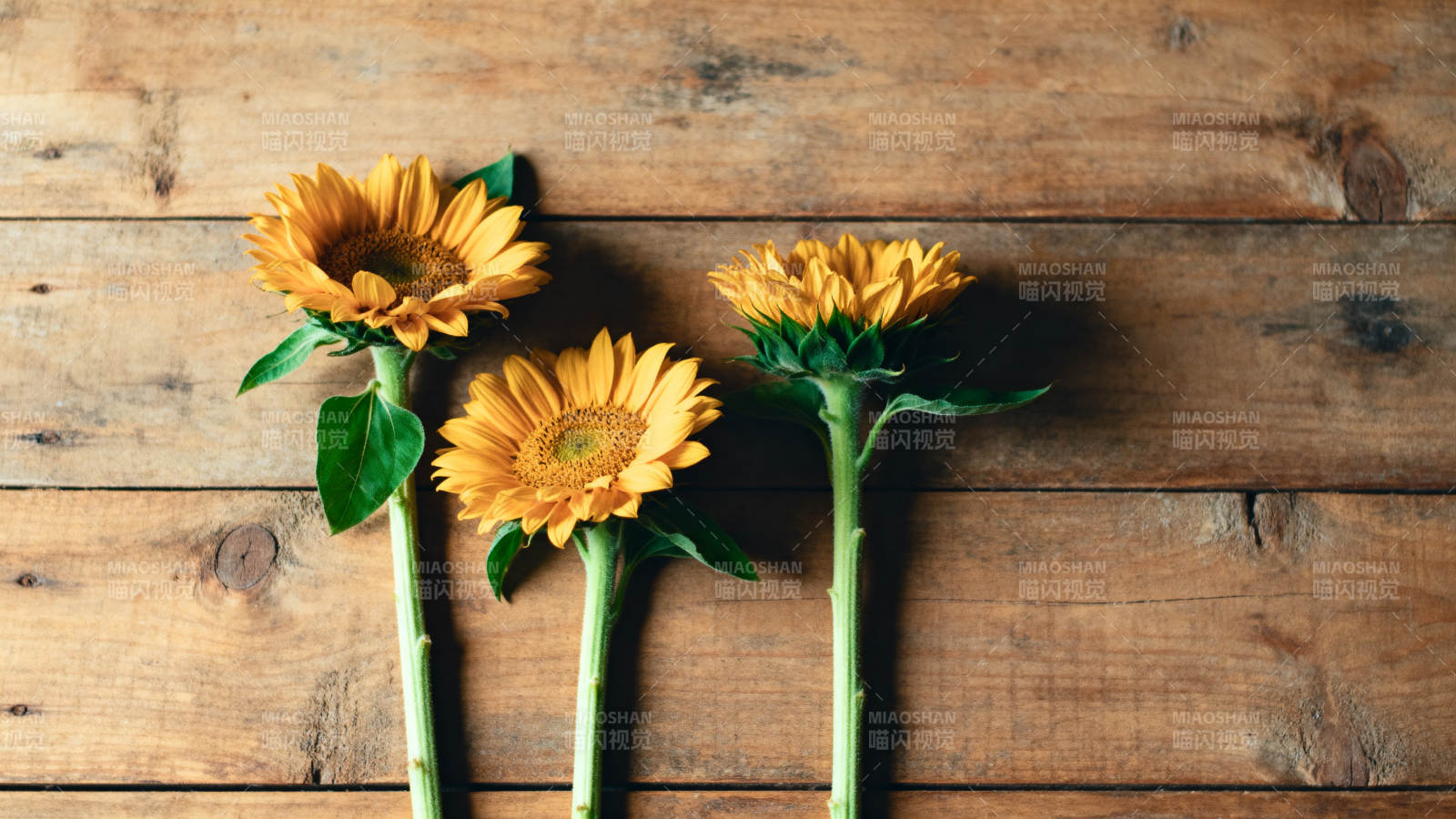 三朵向日葵静置木桌图片