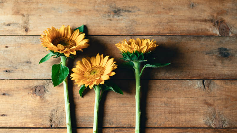 三朵向日葵静置木桌图片