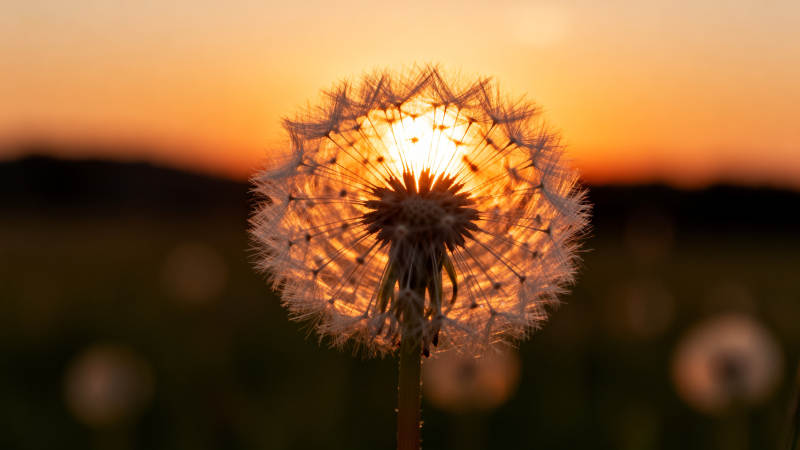 夕阳下的蒲公英图片