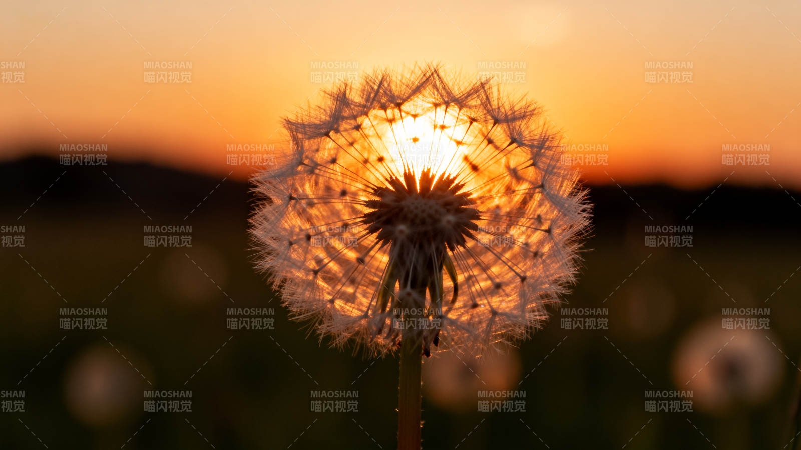 夕阳下的蒲公英图片