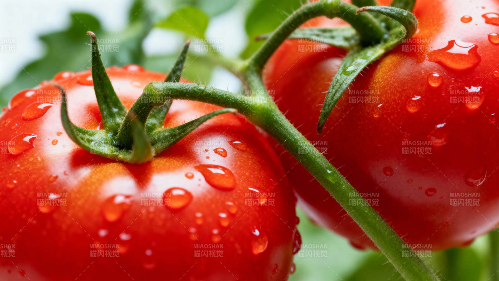 露珠红番茄图片