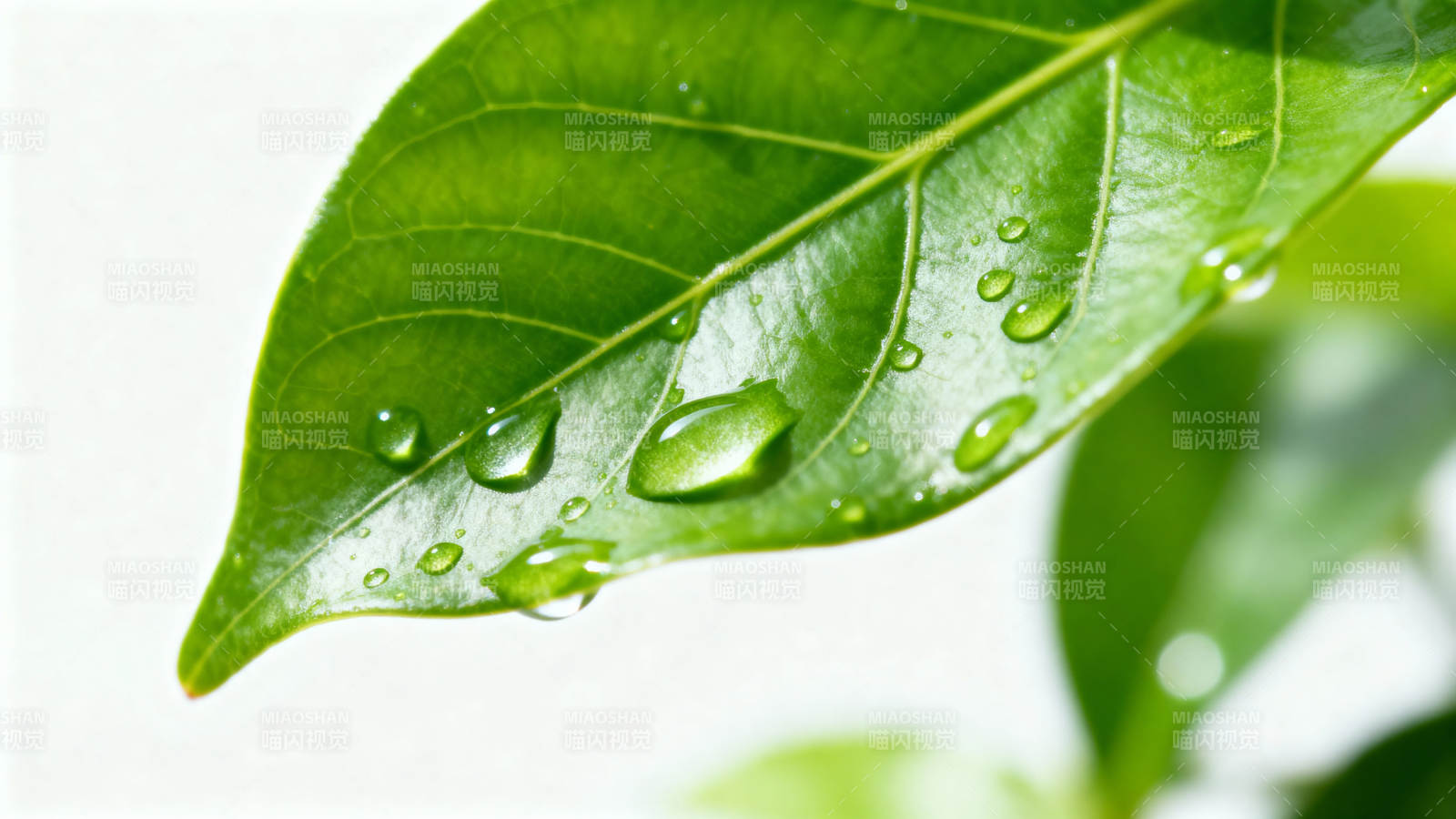 露珠叶上晶莹图片