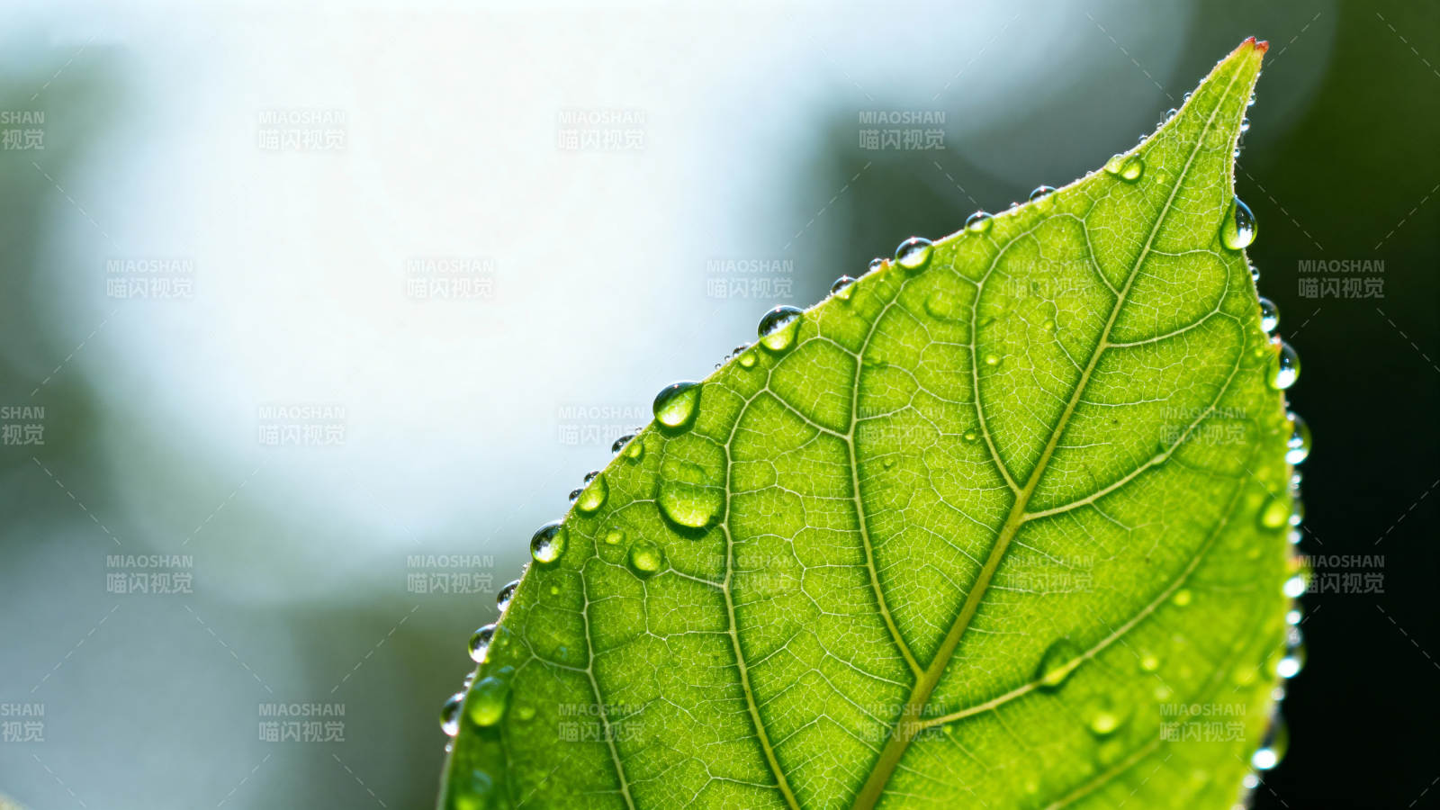 露珠点缀绿叶图片