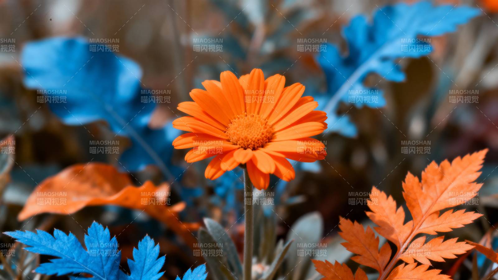 橙花蓝叶秋景图片