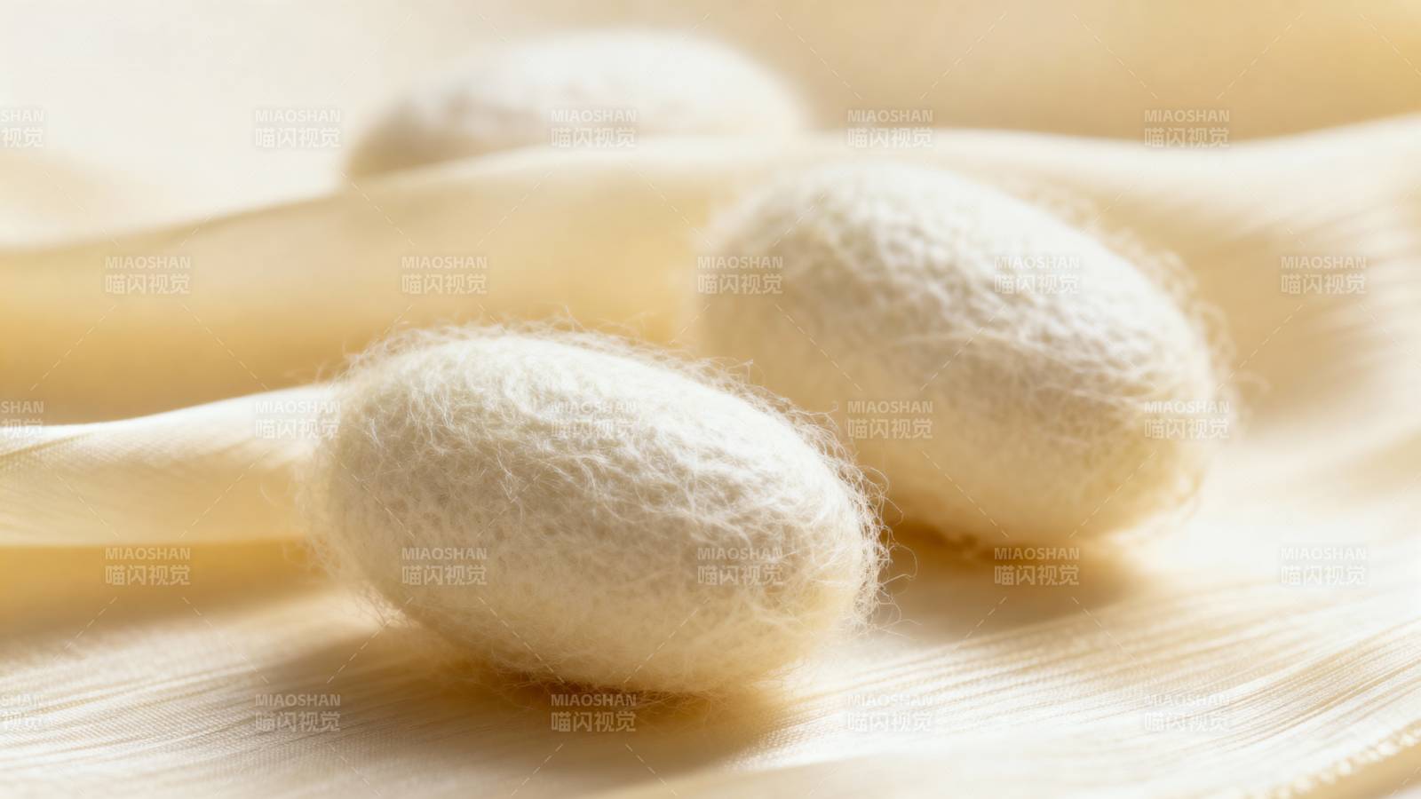 蚕茧静卧柔光中图片