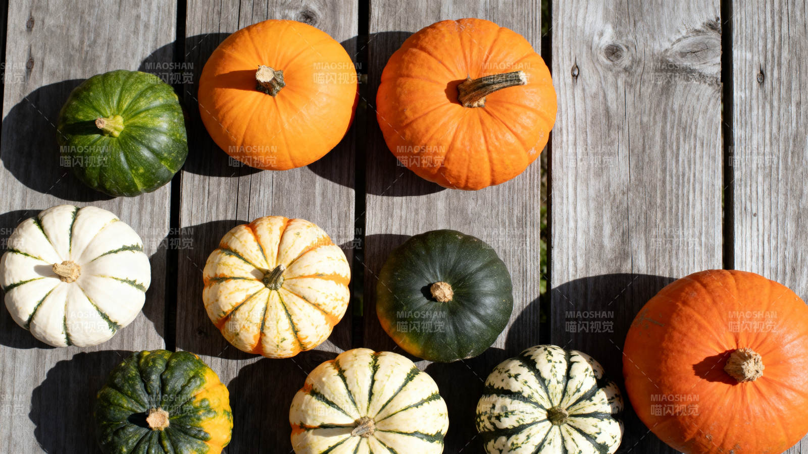 多彩南瓜静物图图片