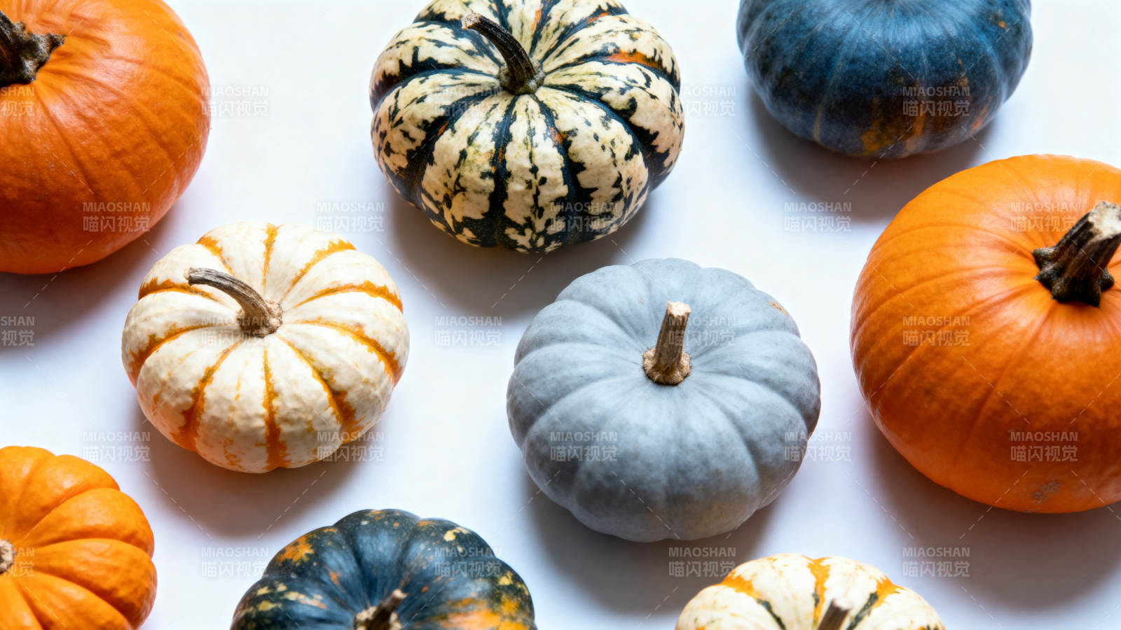多彩南瓜静物图图片