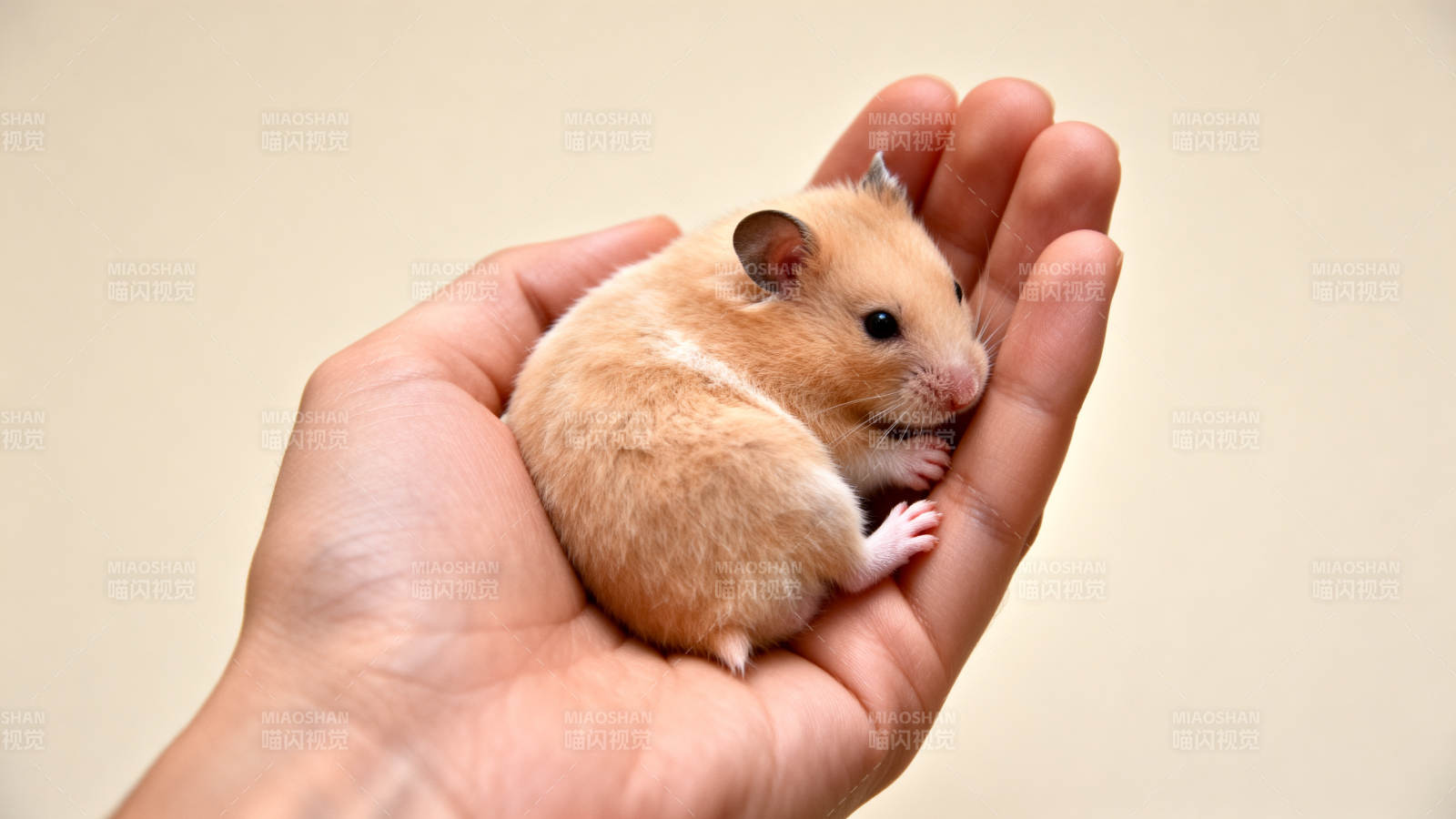 掌心的小仓鼠图片
